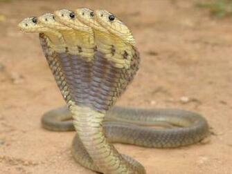 Cobra Snake Wallpaper HD In Animals Imageci