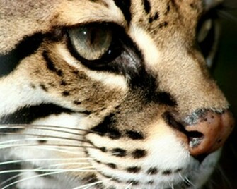 Ocelot Wallpaper