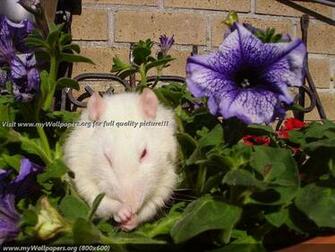Animal Wallpaper Rats