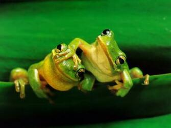 Desktop Background Animal Life All Animals Frogs Wallpaper