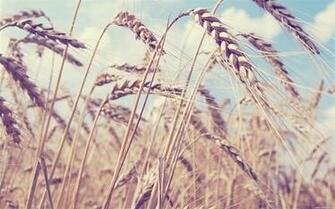 Mature Wheat Fresh And Natural Flowers Desktop Wallpaper