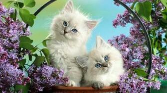 Animal HD Wallpaper Hebus Org High Definition
