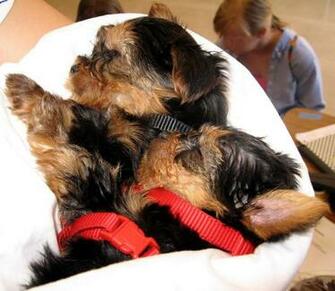 Yorkie Puppies Wallpaper HD Dogs