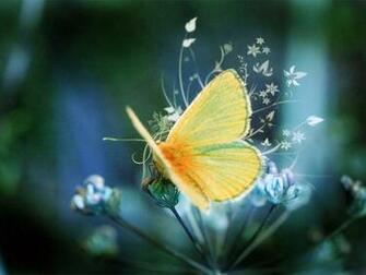 Butterfly HD Laptop Wallpaper Here You Can See