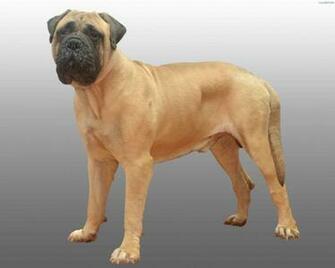 Bullmastiff Dog Photo And Wallpaper Beautiful