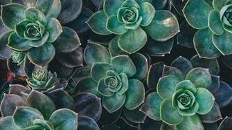 Watercolour