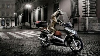 Cool Dogs HD Wallpaper