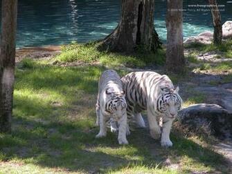 White Tiger Wallpaper Desktop