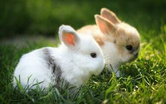 Pics Photos Cute Baby Bunnies Wallpaper Pictures