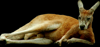 Kangaroo Png Transparent Image Background