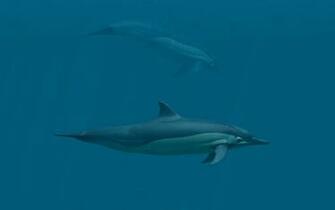 Dolphins 3d Screensaver Animated Dolphin To
