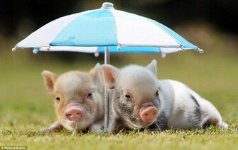 Pigs Micro Mini Miniature Pig Pet Animal Potbellied