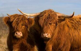 American Buffalo Wallpaper Pictures For Desktop