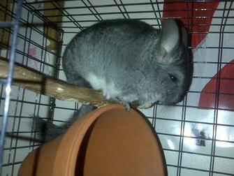 Chinchilla Image Chilla Fo Rilla HD Wallpaper And