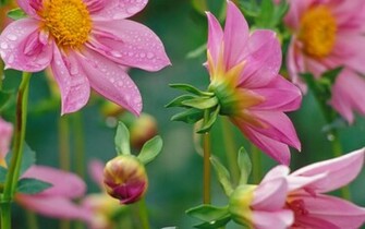 Flowers For Flower Lovers Desktop Beautiful HD Wallpaper