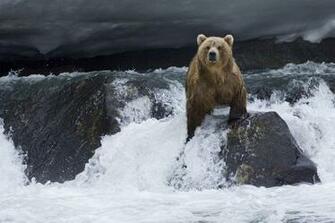 Animal Bear Wallpaper HD