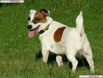 T L Chargement Du Fond D Cran De Chiens Jack Russell Terrier En