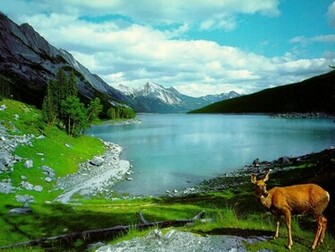 Wallpaper Zh Nature Sweet