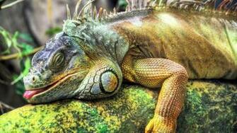 Tongue Reptiles Animals Iguana Desktop Wallpap Wallpaper