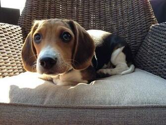 Funny Beagle Dog On Chair Wallpaper And Image Pictures