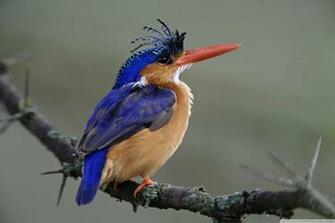Malachite Kingfisher Lake Nakuru National Park Kenya 4k HD