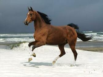 Best Wallpaper Horses