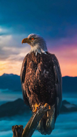 E8c172ee732b9a67301e254168d25d37 Wallpaper