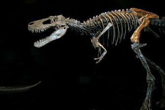 Pin Tyrannosaurus Wallpaper