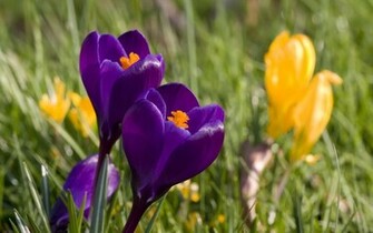 Spring Wallpaper Category Of HD Screensavers