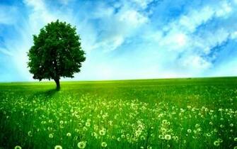 Summer Screensavers And Wallpaper Dandelion Field