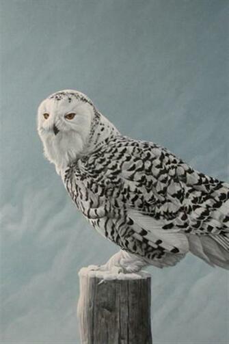 Spotted Owl Animal iPhone Wallpaper S 3g
