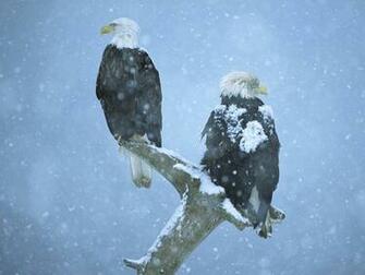 Bald Eagle HD Wallpaper