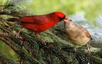 Wallpaper Animals Birds Bird Image