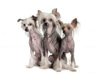 4k 5k Dogs Chinese Crested Three Rare Gallery HD