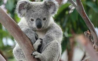 Koala Wallpaper
