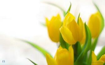 Awesome Archive Spring Flowers Background Desktop Wallpaper