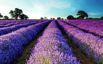 Pictures Image And Wallpaper Flower Meanings Photos