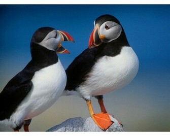Wallpaper Puffin
