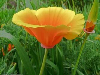 Poppies Flowers Wallpaper