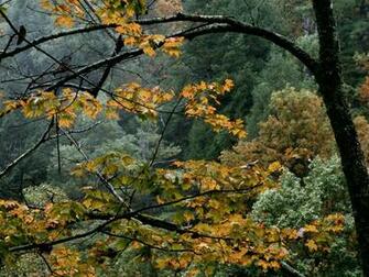Desktop Wallpaper S Great Smoky Mountains Tennessee High