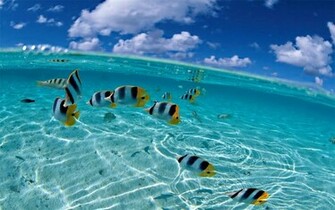 Inside Ocean HD Wallpaper