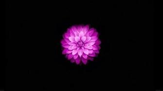 Apple iPhone Wallpaper With Purple Lotus Flower In X Pixels