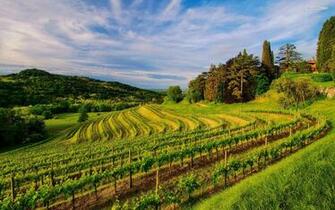 Widescreen HDq Wallpaper Of Vineyard For Windows And