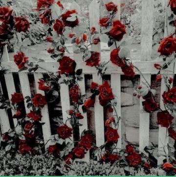 Aesthetic Red Background Nature And Image On Favim