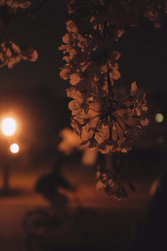 Photography iPhone Wallpaper
