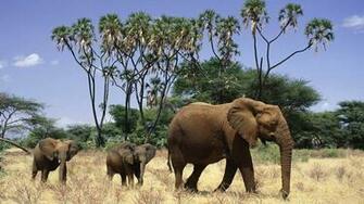 African Elephant Wallpaper Desktop Image Amp Pictures Becuo