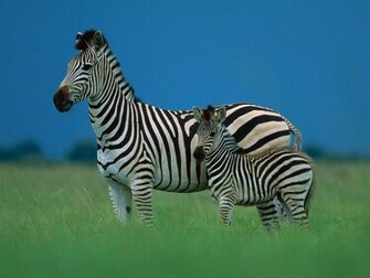 Wildlife Zebra HD Wallpaper