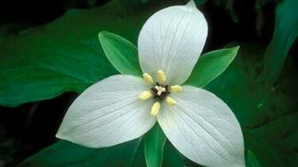 White Flower Photos Image