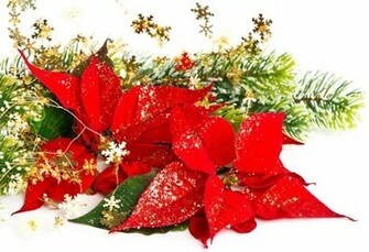 Poinsettia Rouge Wallpaper