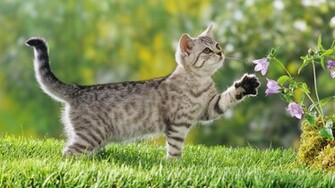 Desktop HD Wallpaper Met Een Grijs Gestreept Kitten
